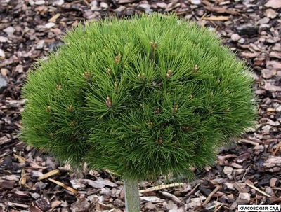 Сосна Мари Брегон - Marie Bregeon