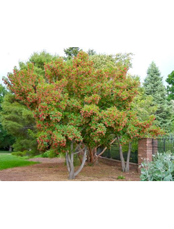 Клен татарский Hot Wings