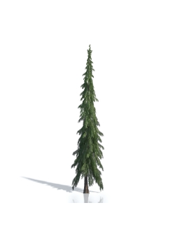 Billboards Ель летняя_01