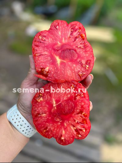 Томат Red Brandywine, Landis Valley (Красный Брендивайн Долина Лэндис), 10 шт