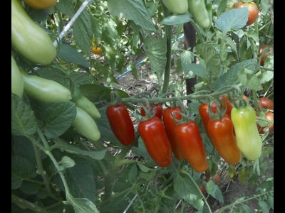 Томат  Черевички