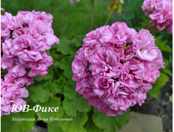 Пеларгония Фике фото