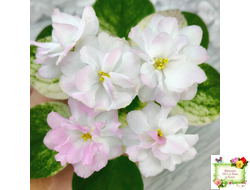 СВ-Город Грасс (О. Емельянова) 2024 г. трейлер (лист укоренённый)