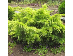 Можжевельник средний Голд Кост (Juniperus media Gold Coast), 2,0 л