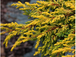 Можжевельник обыкновенный Goldschatz, C5