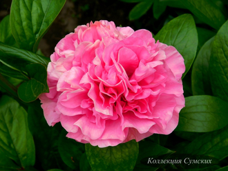 Пион Carnation Bouquet (Карнейшен Букет)