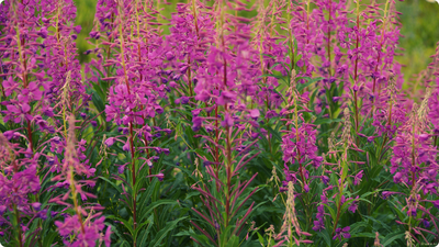 "Лист Иван чай"  Силиконовый молд (вайнер)