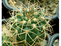 Gymnocalycium rhodantherum VG-223 (D=30-35 mm)