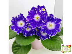 DS-Сияющий Колокольчик (Dimetris) 2014 г.