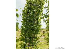 Арка из Березы повислой - Betula pendula