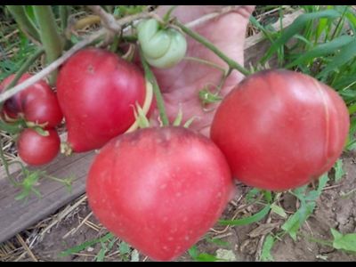 Томат KAS-21, Польша