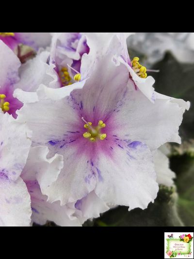 Dn-Love Time (Д. Денисенко) 2021 г.