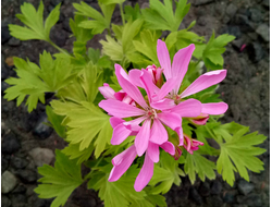 Формозумы Ирида