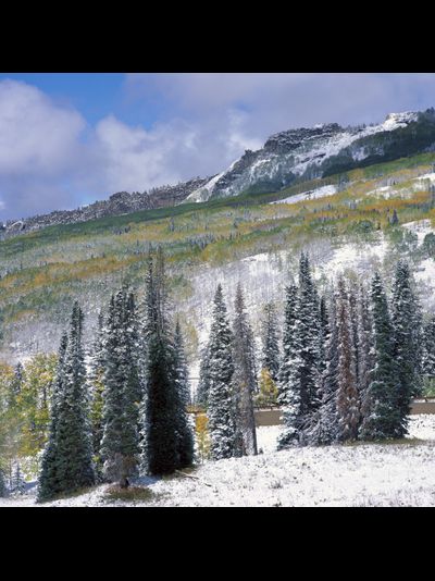 Купить греющую картину с фото высокогорный лес