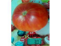 Томат Маризол золотой (Marizol Gold, Germany)