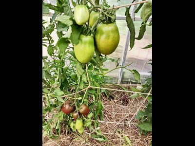 Томат Роксана