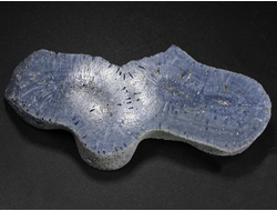 Коралл голубой Акори, Австралия (76*40*10 мм, 37 г) №37707