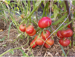 Томат гном ОПО (OPO)