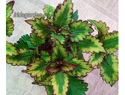 Колеус Анастас