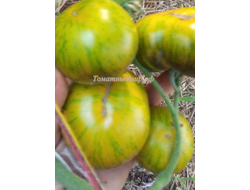 Томат Зеленая богиня Ксанаду (Xanadu Green Goddess), США