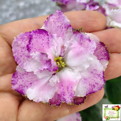 БР-Зажигают Огоньки (С. и Н. Буркацкие) 2024 г.