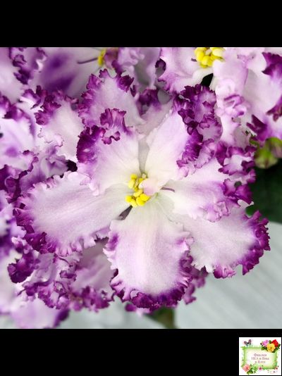 БР-Осирис (С. и Н. Буркацкие) 2022 г.