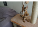 №145 Домик для кошки Мега  +