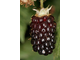 СИЛВАН (Sylvan blackberry)