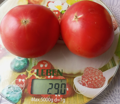 Томат Июнь розовый (June Pink)