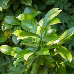 Laurel Leaf EO (Hungary) / Лавр лист 100% эфирное масло