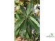 Ficus (T18) Mango leaf / фикус Нервоза