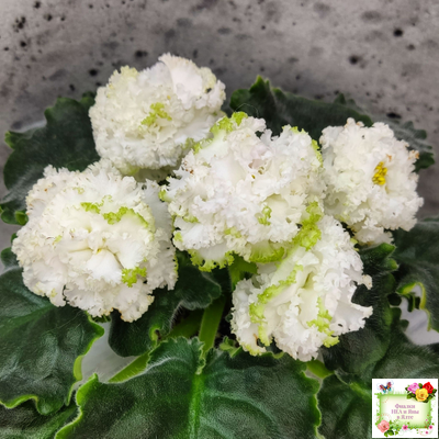 ЕК-Изумрудные Розы (Е.Коршунова) 2018 г.