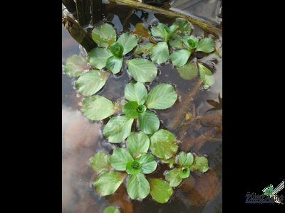 Пистия плавающая