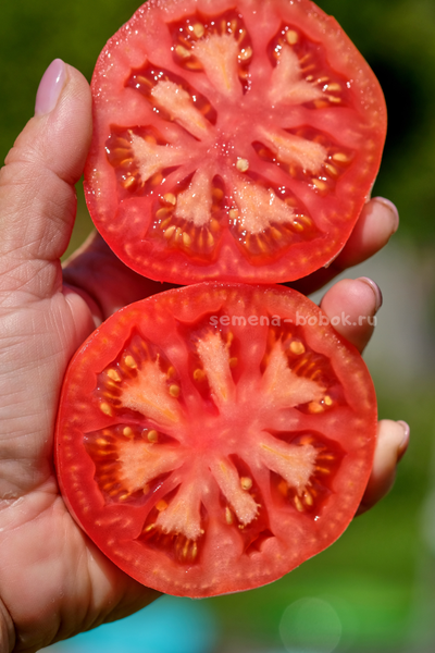 Томат Кристина Ватчева ( Kristina Vatcheva), 10 шт