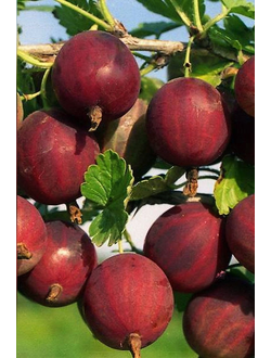 Крыжовник Краснославянский