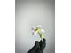 Молды  набор «Нарцисс поэтический» (ELF_decor)