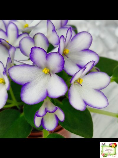 2А-Проба Пера (Е. Кольцова) 2024 г. (детка)