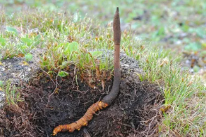 Гриб Кордицепс, Экстракт Кордицепса купить