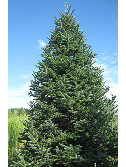 Пихта бальзамическая