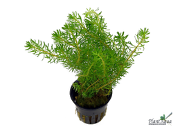 Ротала валлиха зеленая (горшок)