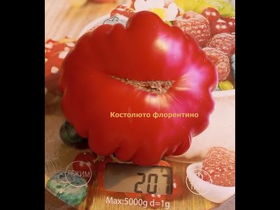 Томат Костолюто Фиорентино (Costoluto Fiorentino)