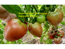 Томат Японское бычье сердце (Japanese Oxheart)