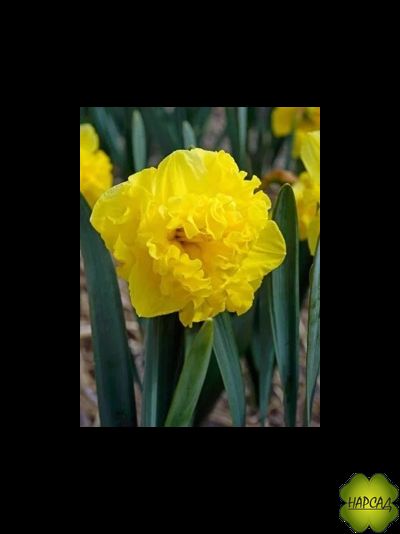 НАРЦИСС с расщепленной кроной "ФЛАЙЕР"