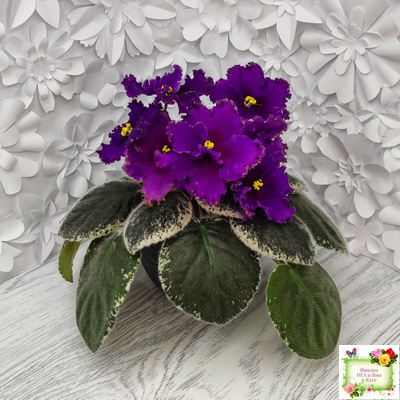 РМ-Глаз Дракона (Н. Скорнякова) 2021 г.