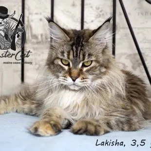 Волгоградский питомник Мейн кунов GangsterCat. Сайт: www.gangstercat.ru Тел: +7 (917) 335-09-66 (WhatsApp, Viber, Telegram), Татьяна.