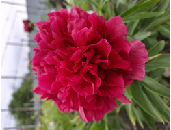 Пион "Рубра плена (Rubra Plena)"
