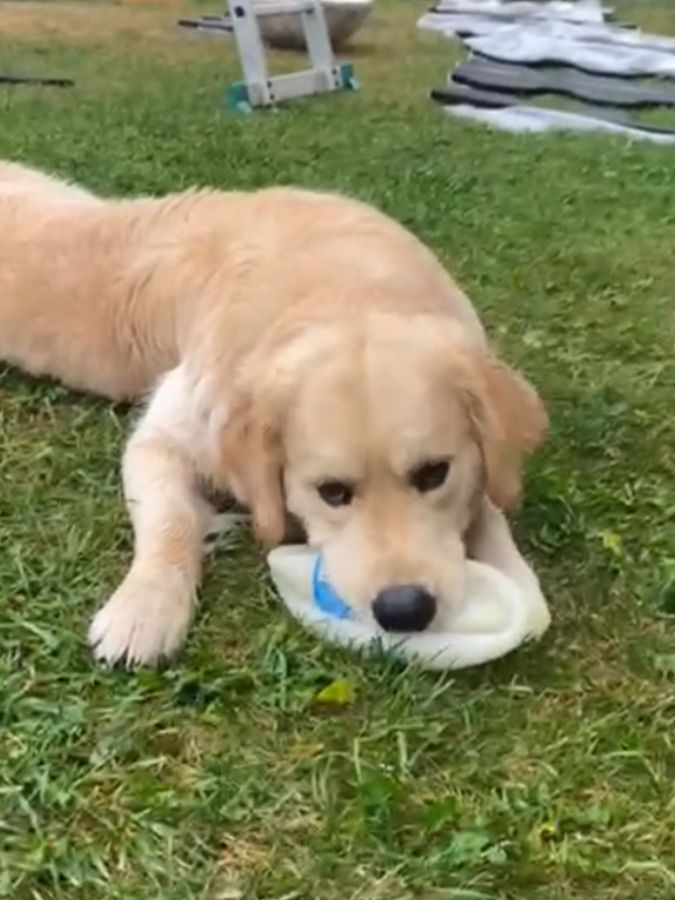 Лео (Русское Золото Ялтис), 1 год