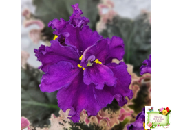 ВаТ-Тип-Топ (Т. Валькова) 2015 г.