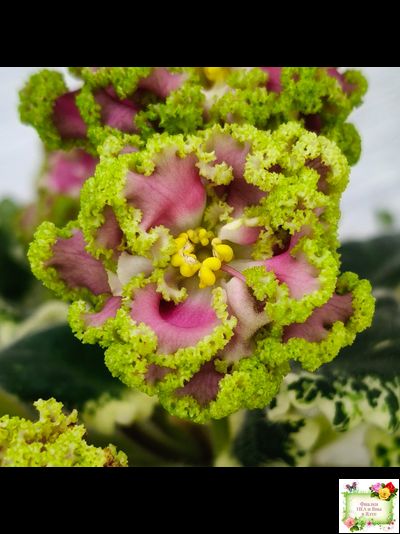 МТ-Античная Брошь (М. Тотиева) 2025 г.