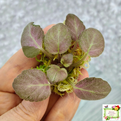 ОЗ-Viola-Tesoro (О. Завадська) листовая химера